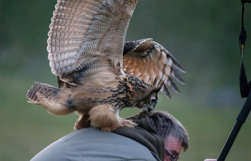 owl-lands-on-head-netherlands-noordeinde-5