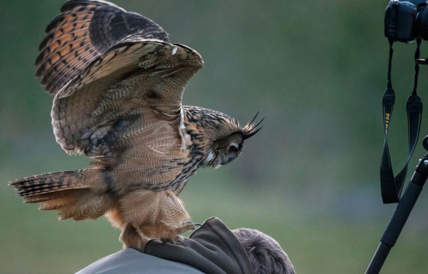 owl-lands-on-head-netherlands-noordeinde-6