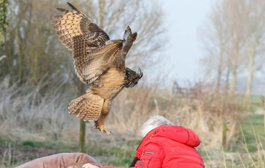 owl-lands-on-head-netherlands-noordeinde-7