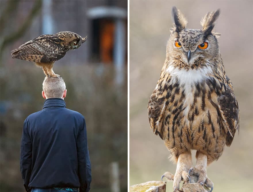 owl-lands-on-head-netherlands-noordeinde-9