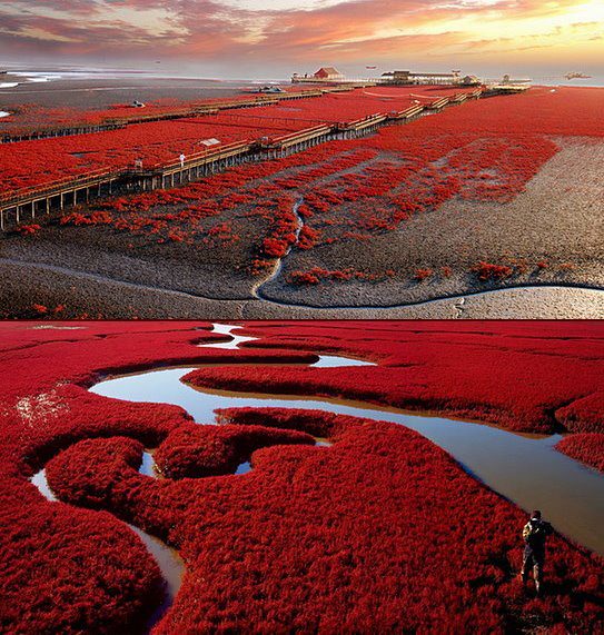 Κόκκινη Παραλία Panjin, Κίνα