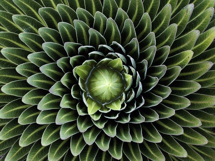 Perfect-Geometric-Patterns-In-Nature3__880