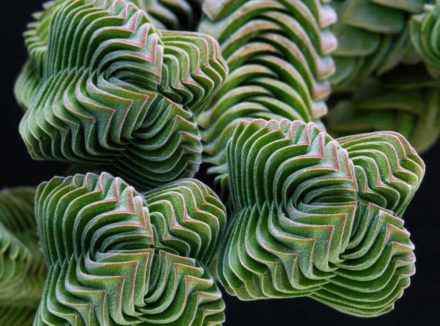 Perfect-Geometric-Patterns-In-Nature6__880
