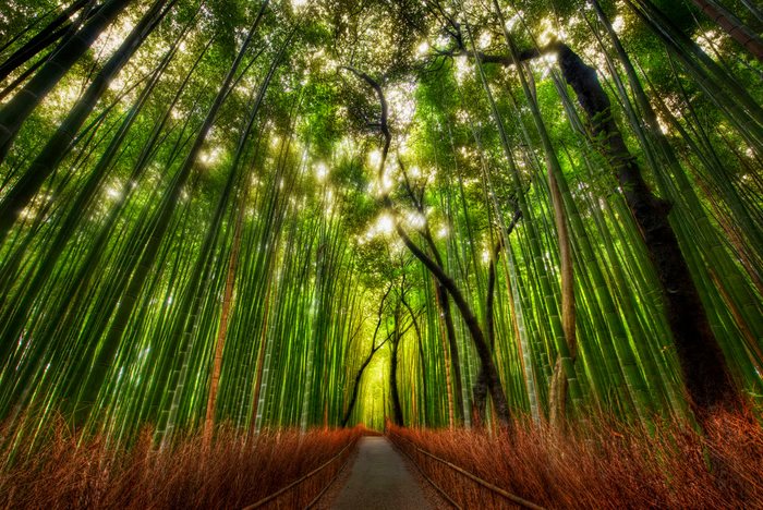 Sagano δάσος από μπαμπού, Arashiyama, Ιαπωνία