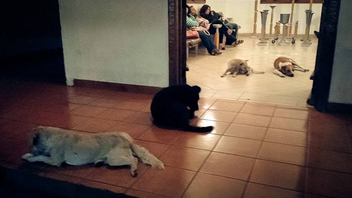 Αδέσποτοι σκύλοι εμφανίστηκαν στα ξαφνικά στην κηδεία της γυναίκας που τα τάϊζε. Δείτε το συγκλονιστικό βίντεο. 6 stray-dogs-pay-respects-funeral-animal-lover-margarita-suarez-yucatan-mexico-15