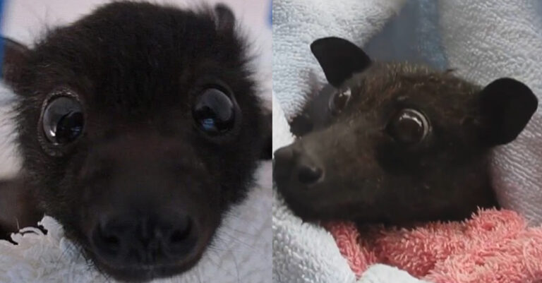 19 λόγοι που θα σας κάνουν να σταματήσετε να φοβάστε τις νυχτερίδες