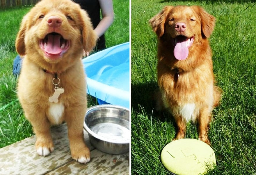 XX-before-and-after-dogs-growing-up-10__880