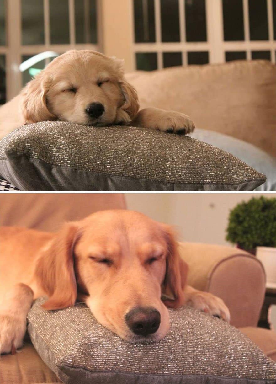 XX-before-and-after-dogs-growing-up-5__880