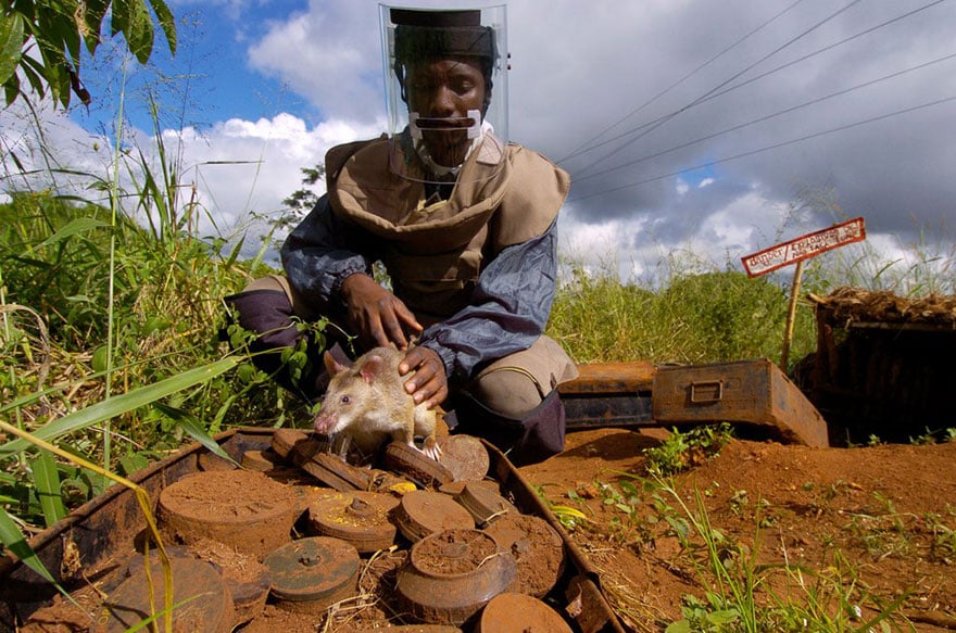 10hero-rats-bomb-demining-africa-apopo-10