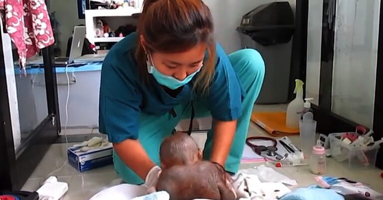 Ένα μωρό ουρακοτάγκος ήταν κλειδωμένο για πολύ καιρό. Αυτό που έκανε όμως μια νοσοκόμα αξίζει πολλά μπράβο.