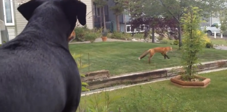 Αυτός ο σκύλος άφησε ένα παιχνίδι του έξω στη αυλή και το βρήκε μια αλεπού. Δείτε την ξεκαρδιστική αντίδραση του σκύλου!