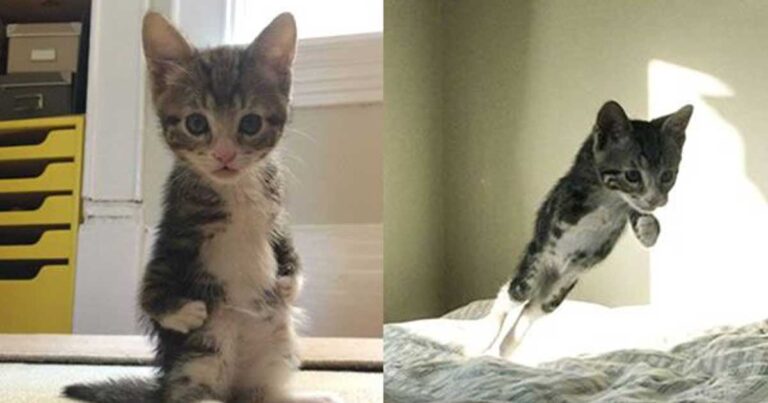 Η αξιαγάπητη γάτα με την σπάνια πάθηση που στέκεται μόνο με τα δυο πόδια!