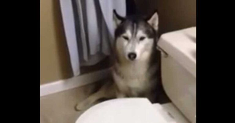 Λέει στο βρώμικο σκύλο της πως χρειάζεται να κάνει μπάνιο. Η απάντησή του τα λέει όλα!