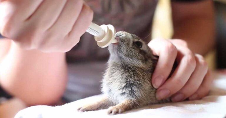 Έσωσαν αυτό το εγκαταλελειμμένο λαγουδάκι. Όταν άρχισαν να το ταΐζουν με γάλα δε μπορούσε να κρατήσει τον ενθουσιασμό του!