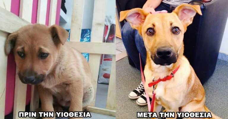 15 φωτογραφίες αδέσποτων ζώων πριν και μετά την υιοθεσία τους