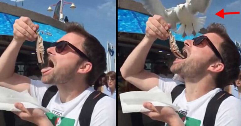 Ένας τουρίστας απολάμβανε το φαγητό του, ξαφνικά δείτε τι έκανε ένας γλάρος που ερχόταν από πίσω του!