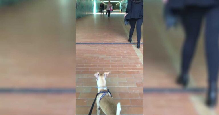 Σκύλος βλέπει την ιδιοκτήτρια του μετά από καιρό. Δείτε την υπέροχη και συγκινητική αντίδρασή του!