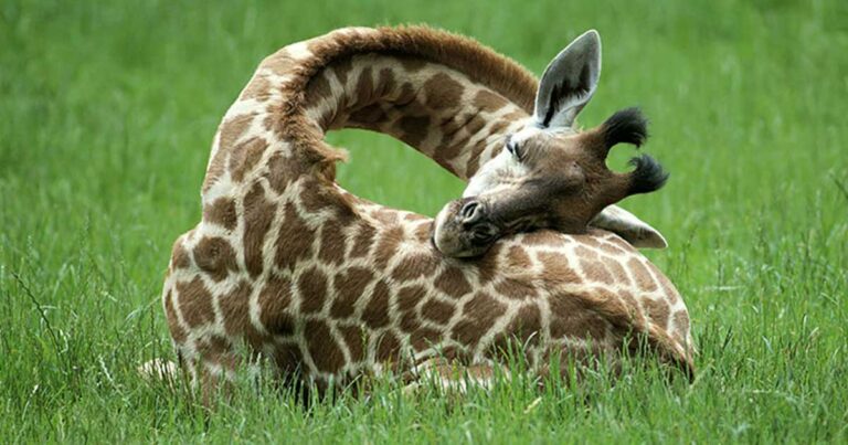 Ο ξεχωριστός τρόπος ύπνου μιας καμηλοπάρδαλης