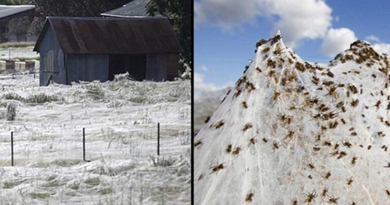 Αυστραλία: Παράξενο φυσικό φαινόμενο… έβρεξε αράχνες!