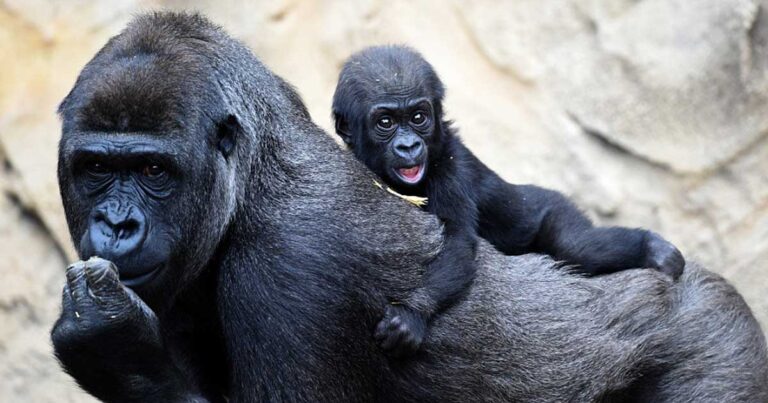 Οι πρώτες στιγμές ενός νεογέννητου γορίλα!