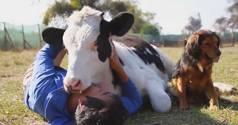 Έσωσαν αυτή την αγελάδα ακριβώς πριν τη σφαγή της. Δείτε τι κάνει τώρα καθημερινά…
