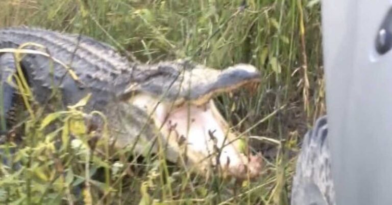 Ένας άνδρας ήρθε αντιμέτωπος με έναν αλιγάτορα  ενώ οδηγούσε! Δείτε το βίντεο που κάνει τον γύρο του κόσμου