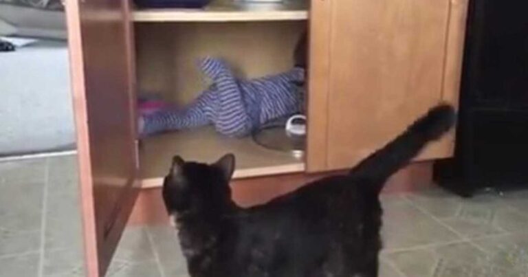 Μια απίστευτα ζηλιάρα γάτα κλείνει ένα μωρό στο ντουλάπι!