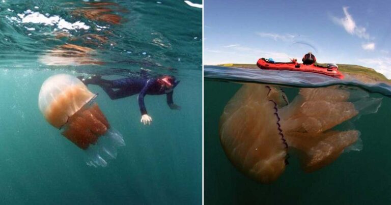 Χιλιάδες τεράστιες τσούχτρες εμφανίστηκαν στις βρετανικές ακτές προκαλώντας πανικό!