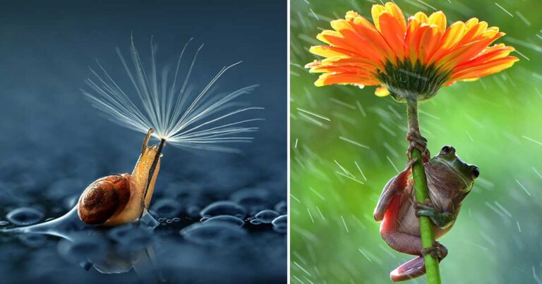 21 φωτογραφίες με ζωάκια που κρατούν μια φυσική… ομπρέλα!