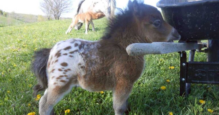 15 μίνι αλογάκια που θα κλέψουν τις καρδιές σας!