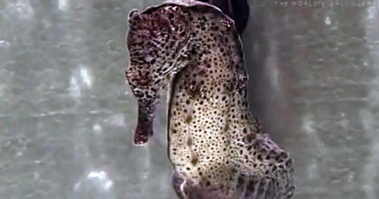 Αυτός ο αρσενικός ιππόκαμπος κάνει κάτι απίστευτο! Ξέρατε πως μπορεί να το κάνει αυτό;