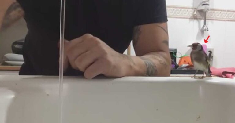 Αυτός ο άντρας έβαλε τα χέρια του κάτω από το νερό, δείτε τι έκανε τότε αυτό το πουλάκι!