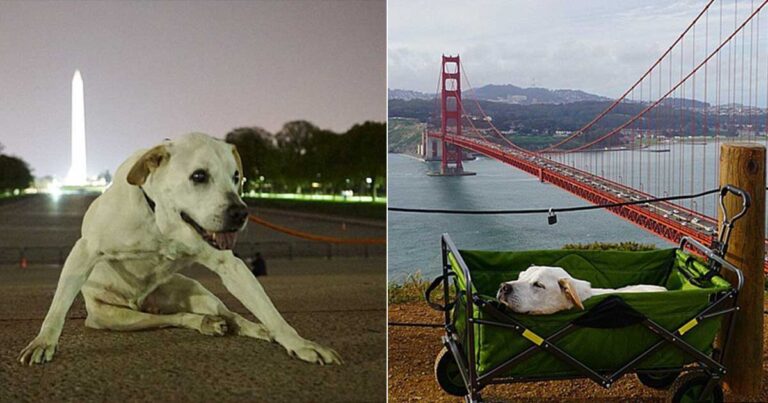 Ο ετοιμοθάνατος σκύλος που πηγαίνει την τελευταία του βόλτα σε πολλά μέρη.