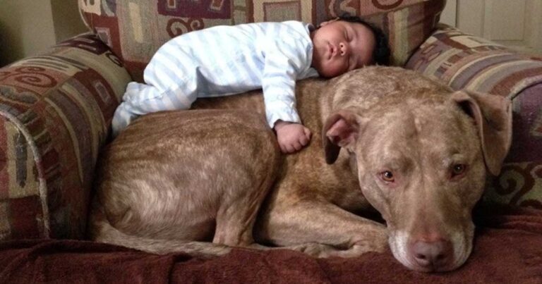 18 σκύλοι πίτμπουλ που αγαπούν πολύ τα μωράκια!