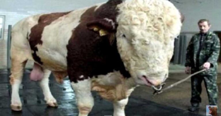 Τα μεγαλύτερα ζώα που έχουν καταγραφεί ποτέ στον κόσμο
