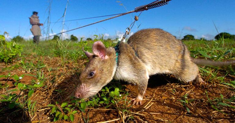 Αρουραίοι σώζουν χιλιάδες ζωές ετησίως στην Αφρική εντοπίζοντας νάρκες!