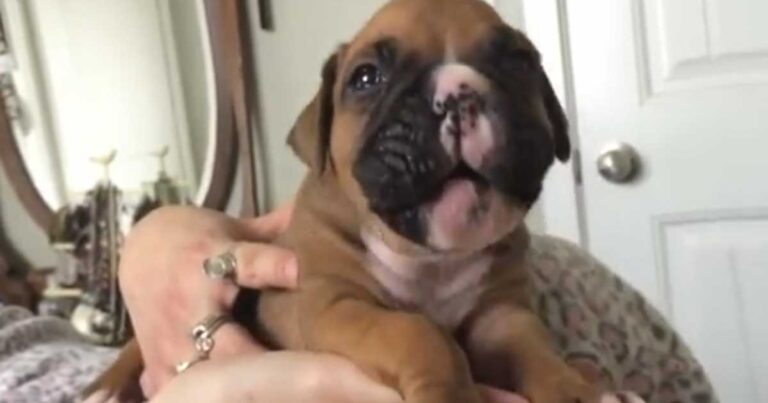 Κουτάβι προσπαθεί να γαβγίσει στη μαμά του για πρώτη φορά! Το αποτέλεσμα θα σας ξετρελάνει!