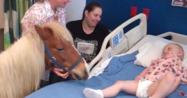 Έβαλαν μέσα σε ένα νοσοκομείο αυτό το μικρό πόνι. Δείτε τον λόγο…