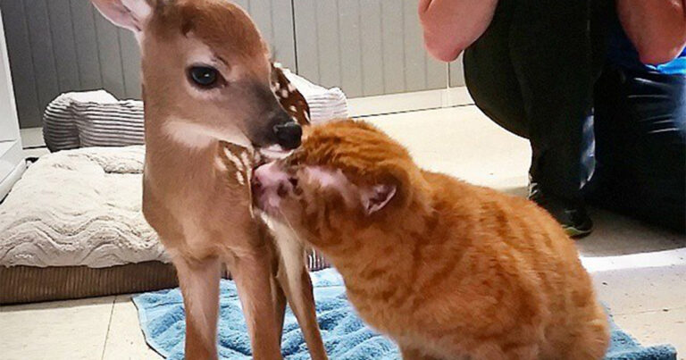 Έσωσαν αυτή την γάτα από την φωτιά τώρα η γάτα αυτή βοήθεια άλλα ζώα σε ένα νοσοκομείο ζώων!