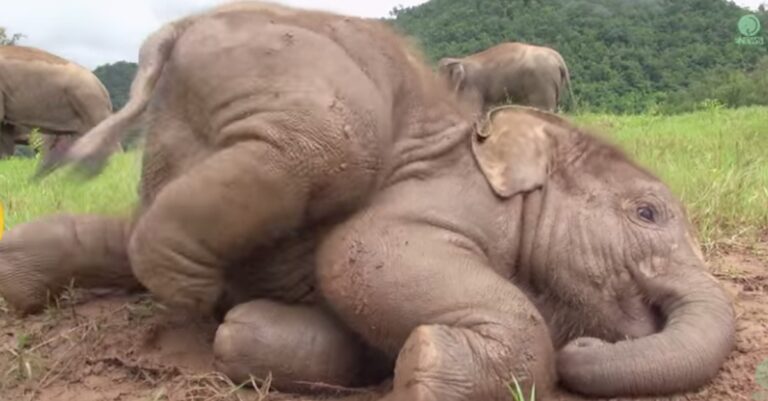 Δείτε τον αξιολάτρευτο 8 μηνών ελέφαντα, που έχει φαγούρα και προσπαθεί να ξυθεί!