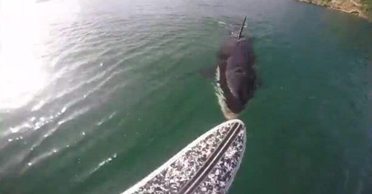 Μια φάλαινα δολοφόνος πλησίασε την σανίδα του. Τι έκανε αυτός; Θα σας αφήσει με το στόμα ανοιχτό!