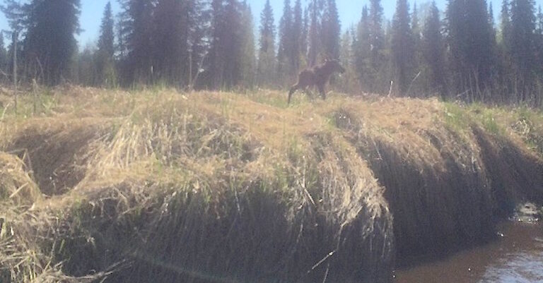 O θαρραλέος άνδρας έσωσε το μικρό ελαφάκι από πνιγμό