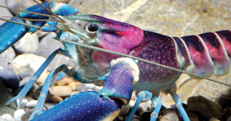 H πιο χρωματιστή καραβίδα του πλανήτη!