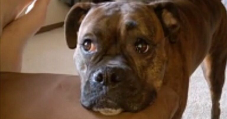 Αυτή η τρομερή σκυλίτσα έχει ένα απίθανο τρόπο να πείθει τους ανθρώπους να παίζουν μαζί της! Θα σας κάνει να χαμογελάσετε!