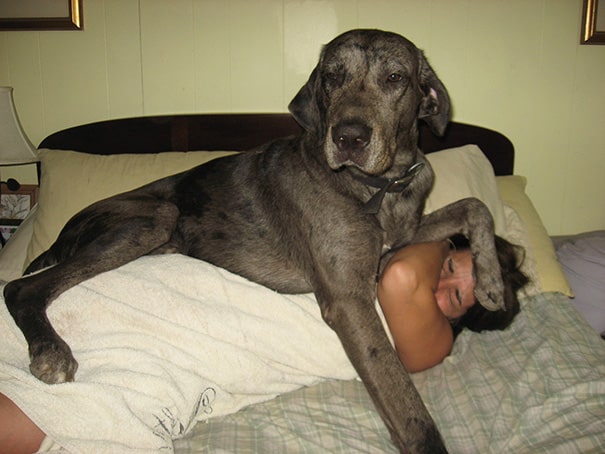 big-dog-funny-animal-photos-351__605