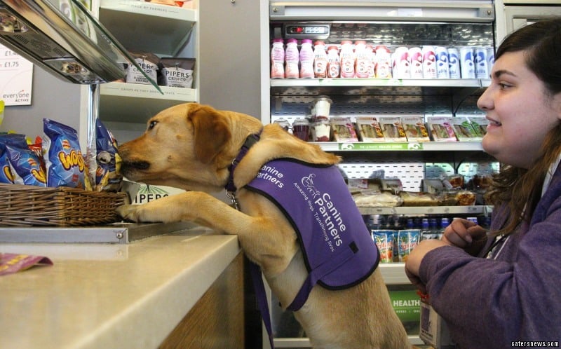 1 caters assistance dog 15 800x498 1