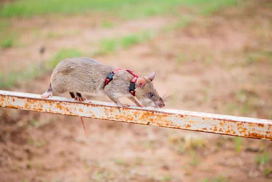 20hero-rats-bomb-demining-africa-apopo-20