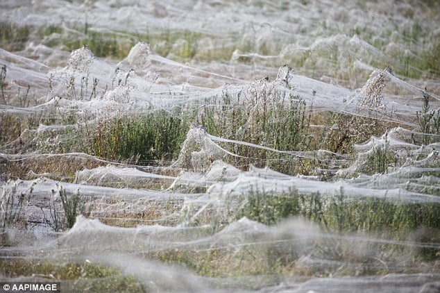 28B1B32E00000578-3082760-Severe_floods_in_2012_forced_thousands_of_spiders_to_seek_higher-m-3_1431735986802