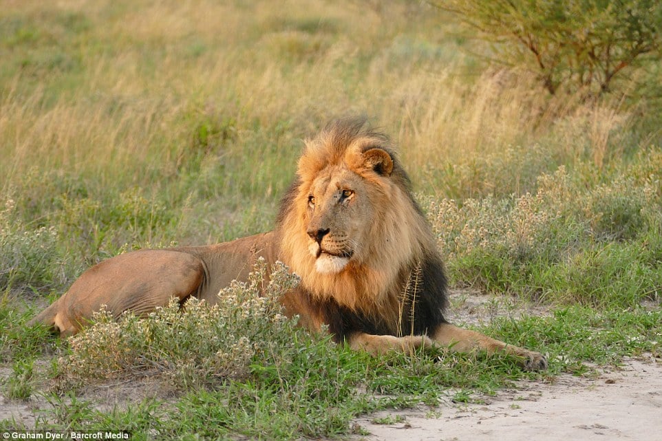 28C62C7200000578-3085411-King_of_the_jungle_A_large_male_lion_is_seen_resting_by_the_road-a-13_1431889349045