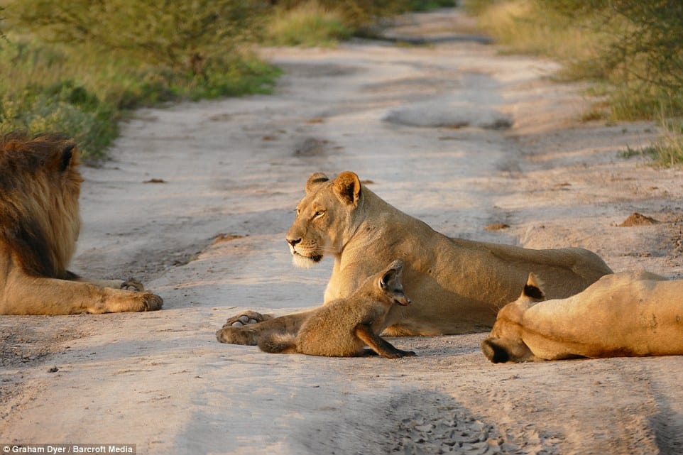 28C62E1300000578-3085411-Chilled_out_The_lions_were_seen_relaxing_in_the_presence_of_the_-a-15_1431889349125